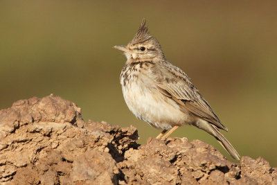 Crested Lark