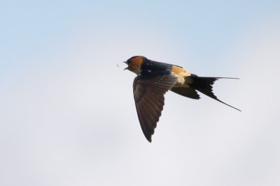 Red-rumped Swallow