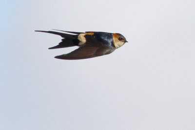 Red-rumped Swallow