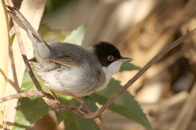 Sardinian Warbler