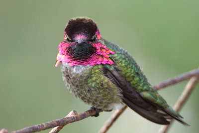 Anna's Hummingbird