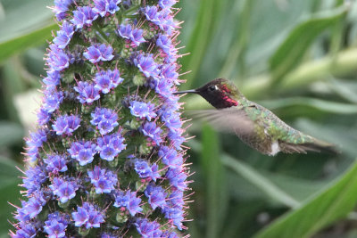 Anna's Hummingbird