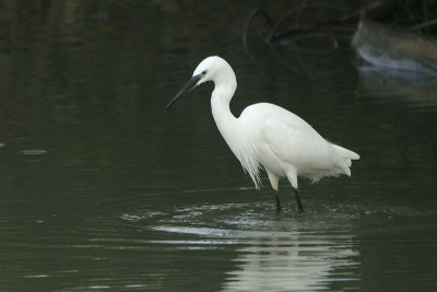 Little Egret