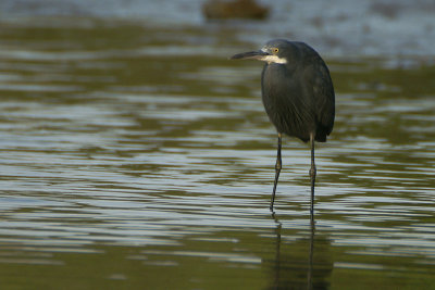 Western Reef Heron