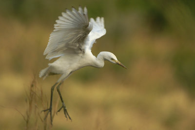 Western Cattle Egret