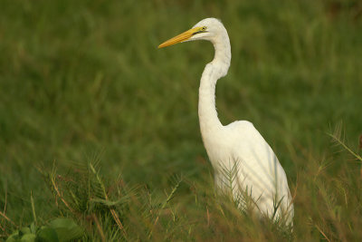 Great Egret