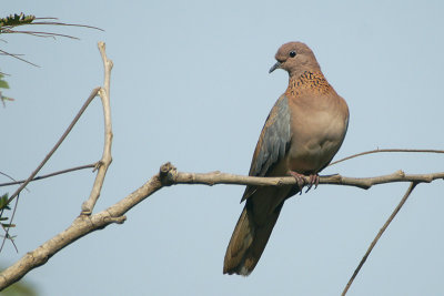 Laughing Dove