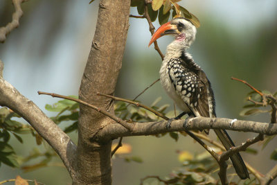 Western Red-billed Hornbill