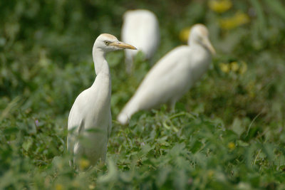 Western Cattle Egret