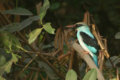Blue-breasted Kingfisher