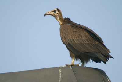 Hooded Vulture