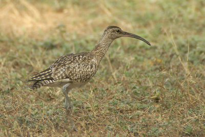 Whimbrel