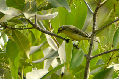 Yellow-fronted Canary