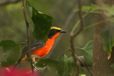 Yellow-crowned Gonolek