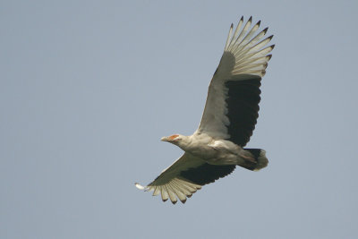 Palm-nut Vulture