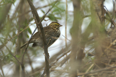 Savannah Sparrow