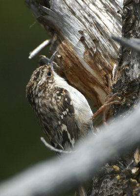 Brown Creeper