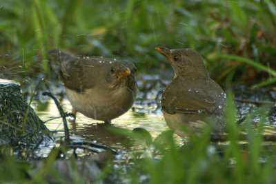 African Thrush