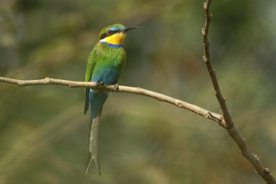 Swallow-tailed Bee-eater