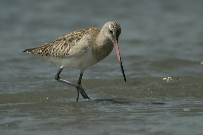 Bar-tailed Godwit