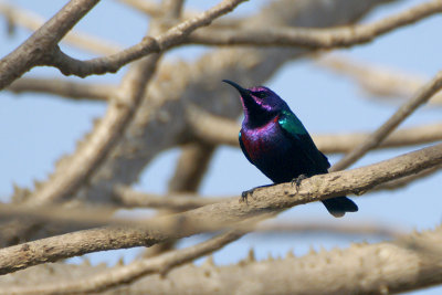 Splendid Sunbird