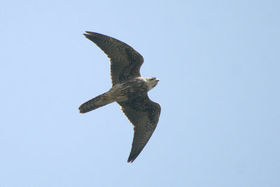 Lanner Falcon