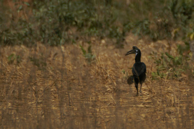 Abyssinian Ground-Hornbill