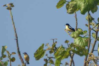 Yellow-bellied Hyliota