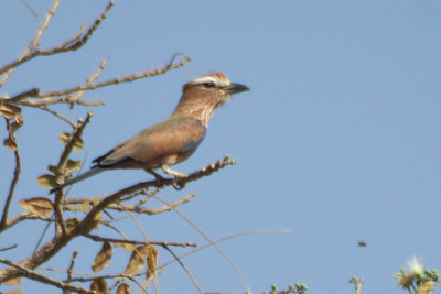 Purple Roller