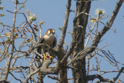 Red-necked Falcon