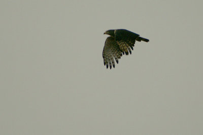 Western Banded Snake Eagle