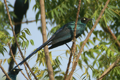 Long-tailed Glossy Starling