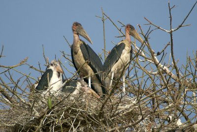Marabou Stork