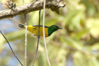 Pygmy Sunbird