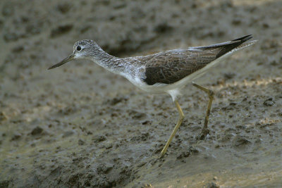 Common Greenshank