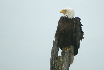 Bald Eagle