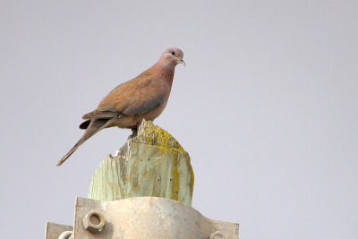 Laughing Dove