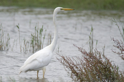 Great Egret