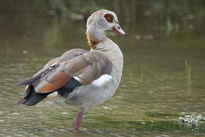 Egyptian Goose