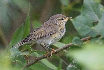 Common Chiffchaff