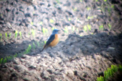 Common Rock Thrush
