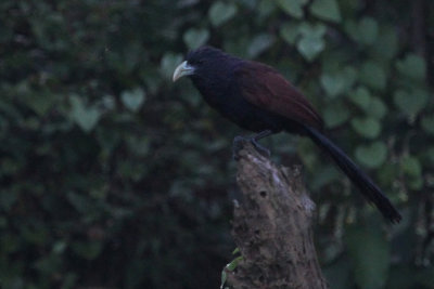 Green-billed Coucal