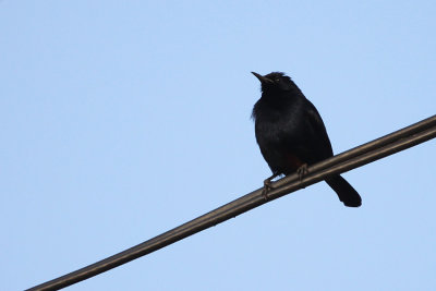 Indian Robin