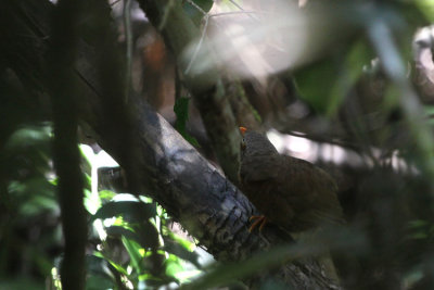 Orange-billed Babbler