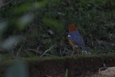 Orange-headed Thrush