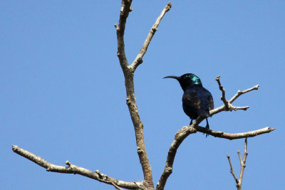 Purple Sunbird