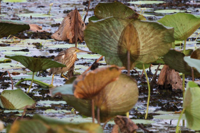 Yellow Bittern