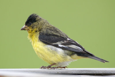 Lesser Goldfinch