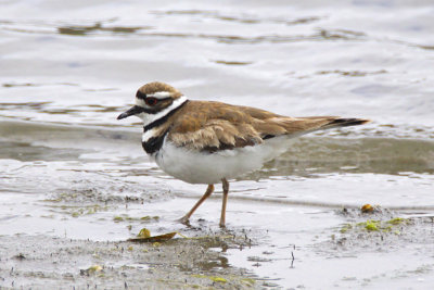 Killdeer