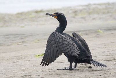 Double-crested Cormorant